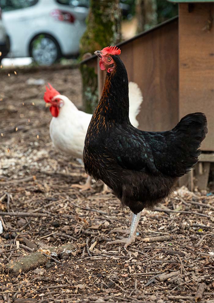 Poules